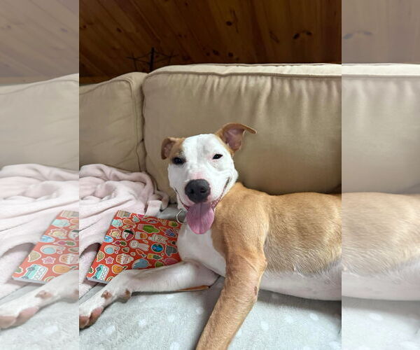 Medium Photo #14 American Pit Bull Terrier Puppy For Sale in Hillsboro, NH, USA