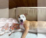 Small #13 American Pit Bull Terrier