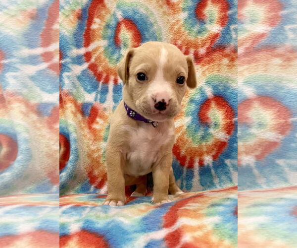 Medium Photo #2 Labrador Retriever-Unknown Mix Puppy For Sale in Duluth, MN, USA