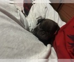 Small Photo #40 Pug Puppy For Sale in BLOOMINGTON, IL, USA