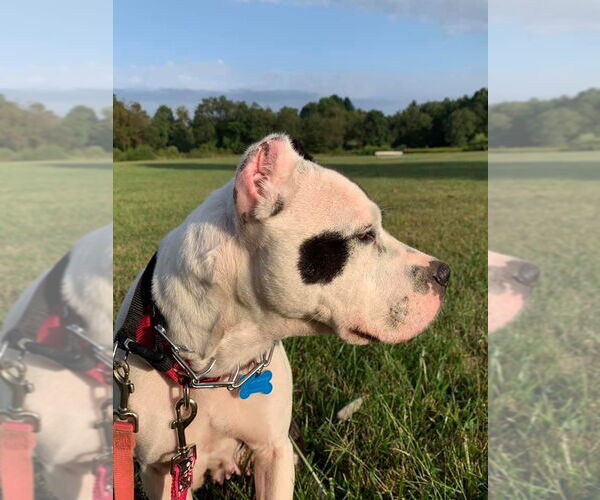 Medium Photo #17 American Pit Bull Terrier-Unknown Mix Puppy For Sale in Landenberg, PA, USA