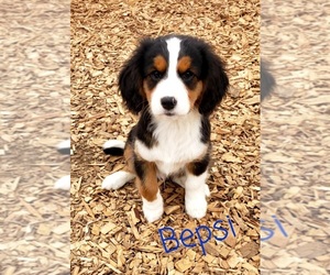 Australian Shepherd-Cavalier King Charles Spaniel Mix Puppy for sale in LEBANON, OR, USA