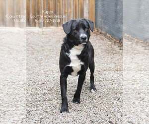 Ruger - Male Retriever -Unknown Mix Dog for Adoption - Photo #3