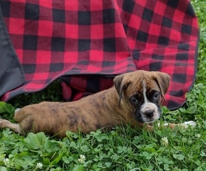 Medium Boxer