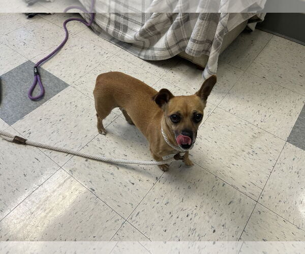 Medium Photo #9 Chiweenie Puppy For Sale in San Francisco, CA, USA