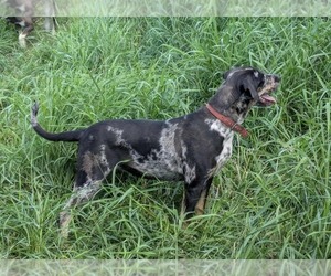 Mother of the Catahoula Leopard Dog puppies born on 09/02/2025