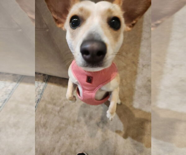 Medium Photo #2 Chihuahua-Unknown Mix Puppy For Sale in San Diego, CA, USA