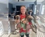 Small Photo #11 Cane Corso Puppy For Sale in CHESAPEAKE, VA, USA