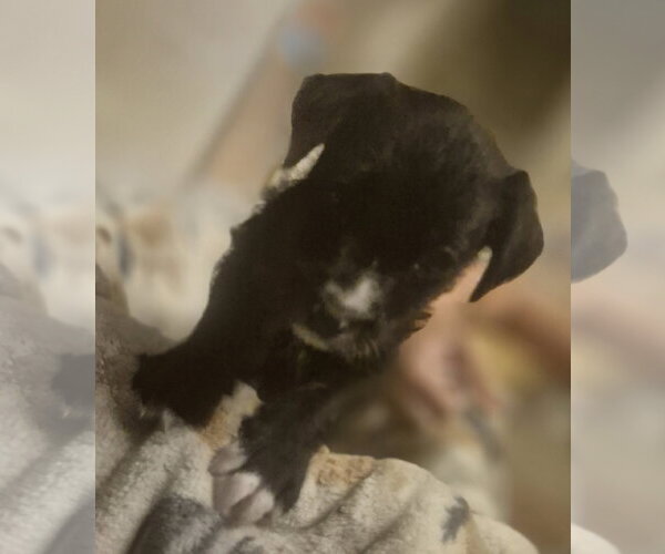 Medium Photo #2 Labrador Retriever-Unknown Mix Puppy For Sale in The Woodlands, TX, USA