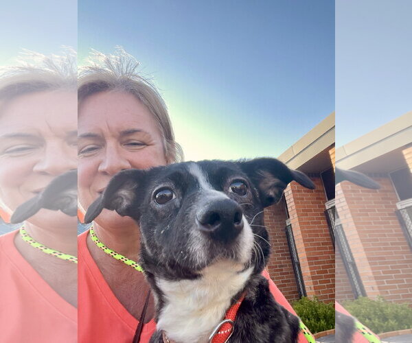 Medium Photo #3 Dachshund-Unknown Mix Puppy For Sale in Mount Laurel, NJ, USA