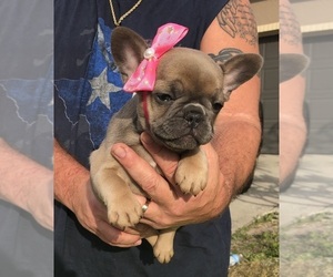 French Bulldog Puppy for Sale in APOLLO BEACH, Florida USA