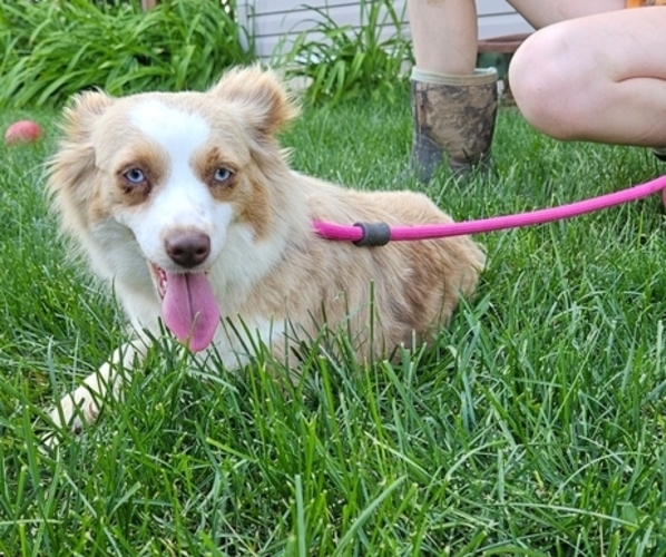 Medium Photo #2 Miniature Australian Shepherd Puppy For Sale in MILTON, WI, USA