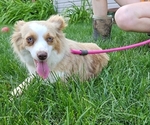 Small #1 Miniature Australian Shepherd