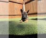 Litter of 7 - Male(s) and Female(s) Belgian Malinois-Dutch Shepherd Dog MixLitter of Puppies for Sale - Photo #5