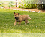 Puppy Jake Shiba Inu