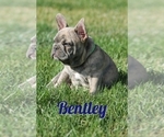 Puppy Bentley American Bulldog-French Bulldog Mix