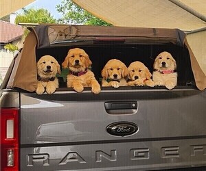 Golden Retriever Puppy for sale in MORENO VALLEY, CA, USA