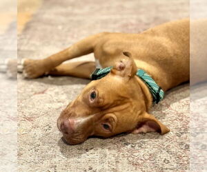 Amber - Female American Staffordshire Terrier-Unknown Mix Dog for Adoption - Photo #6