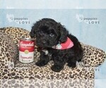 Small Photo #11 YorkiePoo Puppy For Sale in SANGER, TX, USA