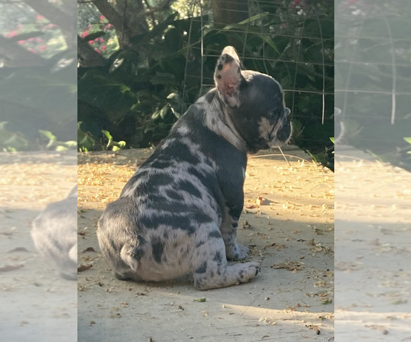 Medium Photo #3 French Bulldog Puppy For Sale in CITY INDUSTRY, CA, USA