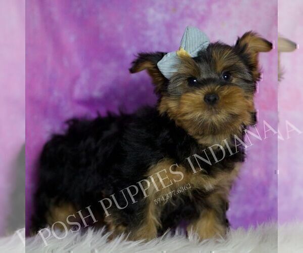 Medium Photo #3 Yorkshire Terrier Puppy For Sale in WARSAW, IN, USA