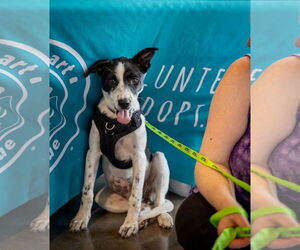 American Staffordshire Terrier-Border Collie Mix Dogs for adoption in Princeton, MN, USA