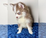 Small #9 Pomsky