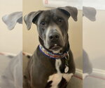 Small #8 American Staffordshire Terrier-Labrador Retriever Mix