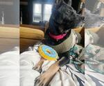 Small #2 German Shepherd Dog
