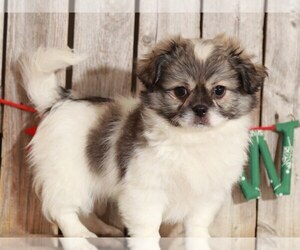 Zuchon Dog for Adoption in MOUNT VERNON, Ohio USA