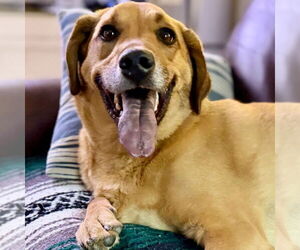 Mutt Dogs for adoption in Canton, CT, USA