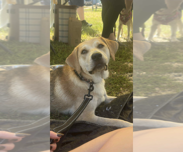 Medium Photo #38 Retriever -Unknown Mix Puppy For Sale in Holly Springs, NC, USA