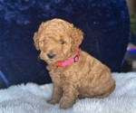 Puppy Pink Goldendoodle (Miniature)