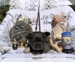 Small Photo #83 French Bulldog Puppy For Sale in MIMS, FL, USA