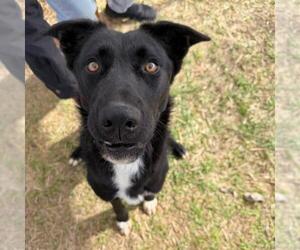 Mutt Dogs for adoption in San Antonio, TX, USA