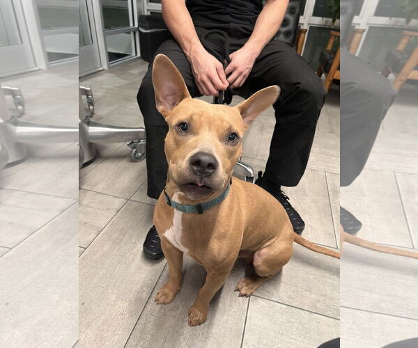 Medium Photo #2 Mutt Puppy For Sale in Miami, FL, USA