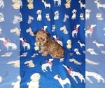 Puppy Cutie Yorkshire Terrier