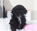 Small #4 Shih-Poo