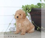 Small #2 Poodle (Miniature)