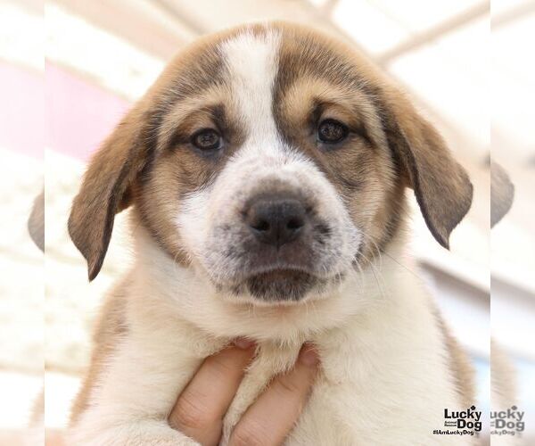 Medium Photo #3 Retriever -Unknown Mix Puppy For Sale in Washington, DC, USA