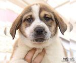 Small #2 Retriever  Mix