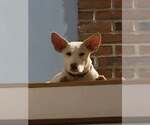 Small #3 Mutt