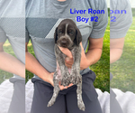 Puppy Liver Roan Boy German Shorthaired Pointer