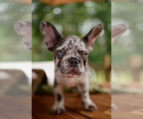 Medium Photo #3 French Bulldog Puppy For Sale in SUWANEE, GA, USA