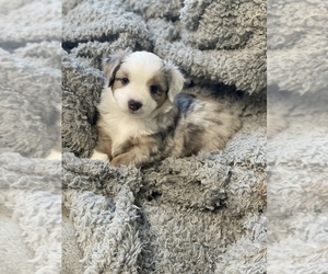 Miniature Australian Shepherd Puppy for sale in CRESTON, IA, USA