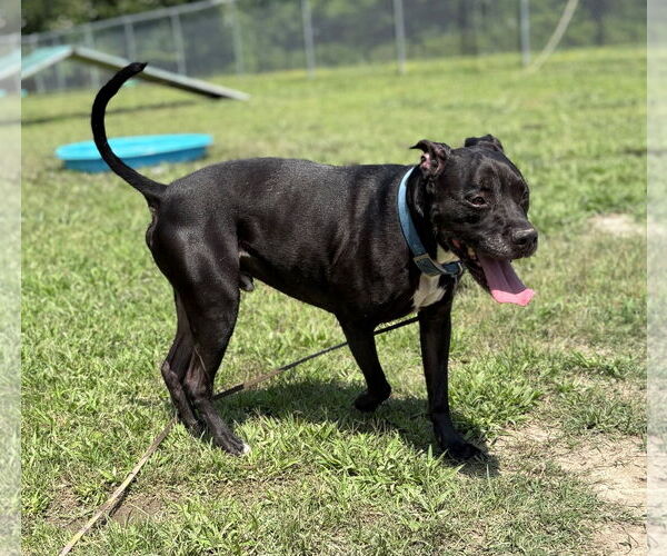 Medium Photo #7 Labrador Retriever Puppy For Sale in Virginia Beach, VA, USA