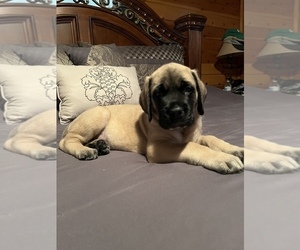 Mastiff Puppy for sale in ELWOOD, IL, USA