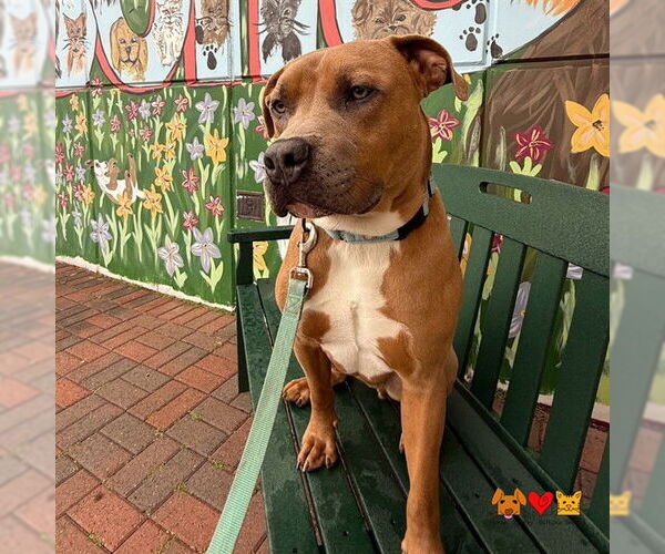 Medium Photo #1 Mutt Puppy For Sale in Center Township, PA, USA