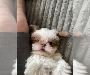 Shih Tzu Puppy for sale in NORTH CHESTERFIELD, VA, USA