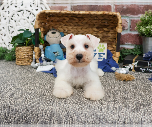 Medium Photo #14 Schnauzer (Miniature) Puppy For Sale in SYRACUSE, IN, USA